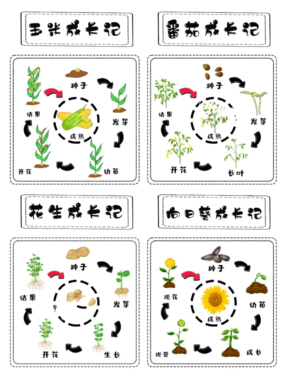 幼儿园植物的生长过程 幼儿园植物的生长过程→种子的生长过程→植物