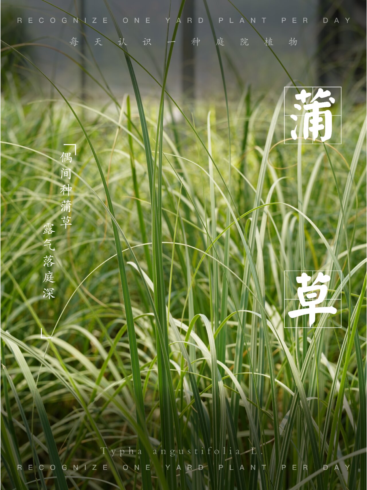 每日庭院植物vol.125——蒲草