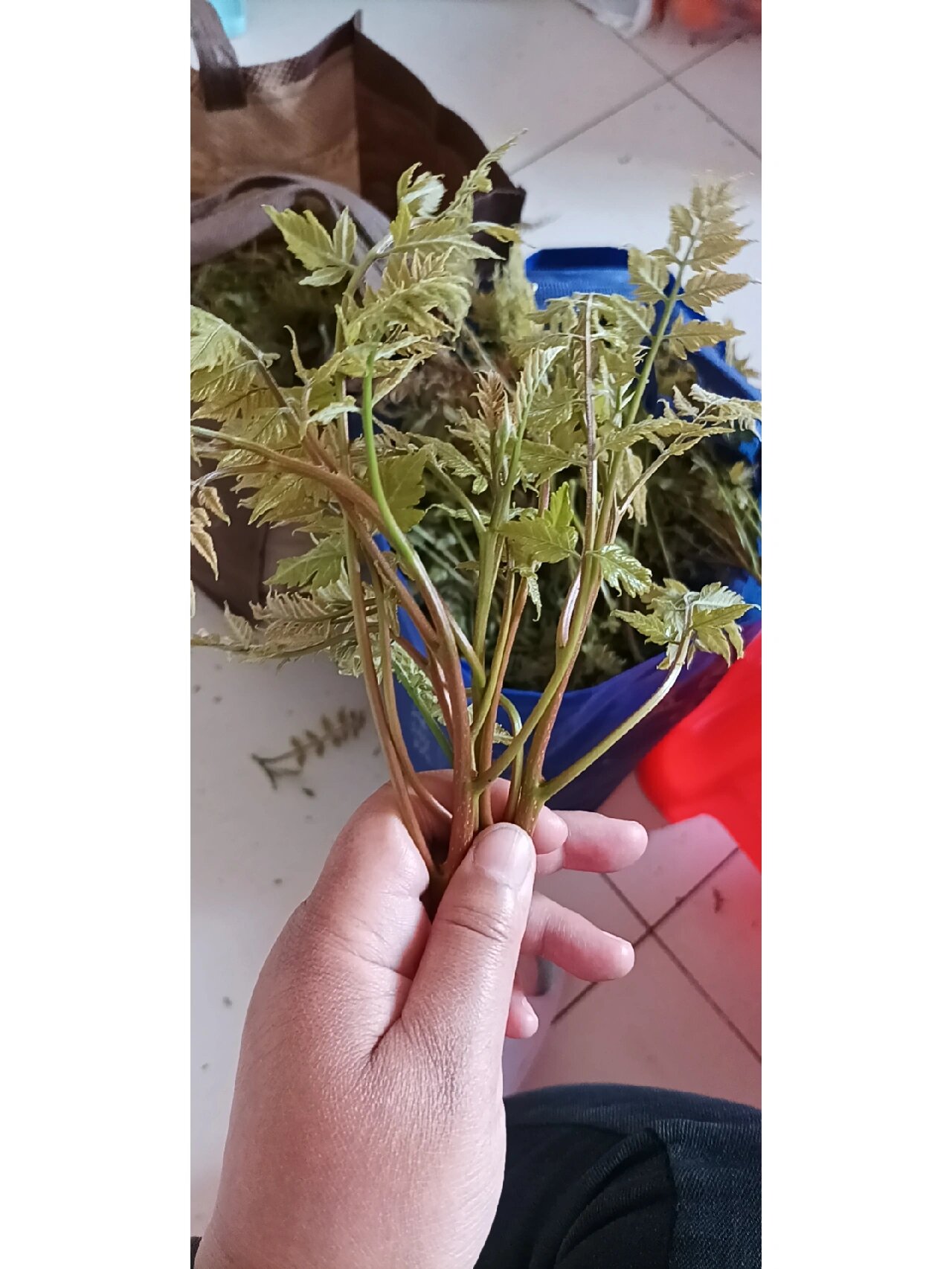 每年过了清明,村里人到处去寻找木兰芽,做馅,凉拌都好吃