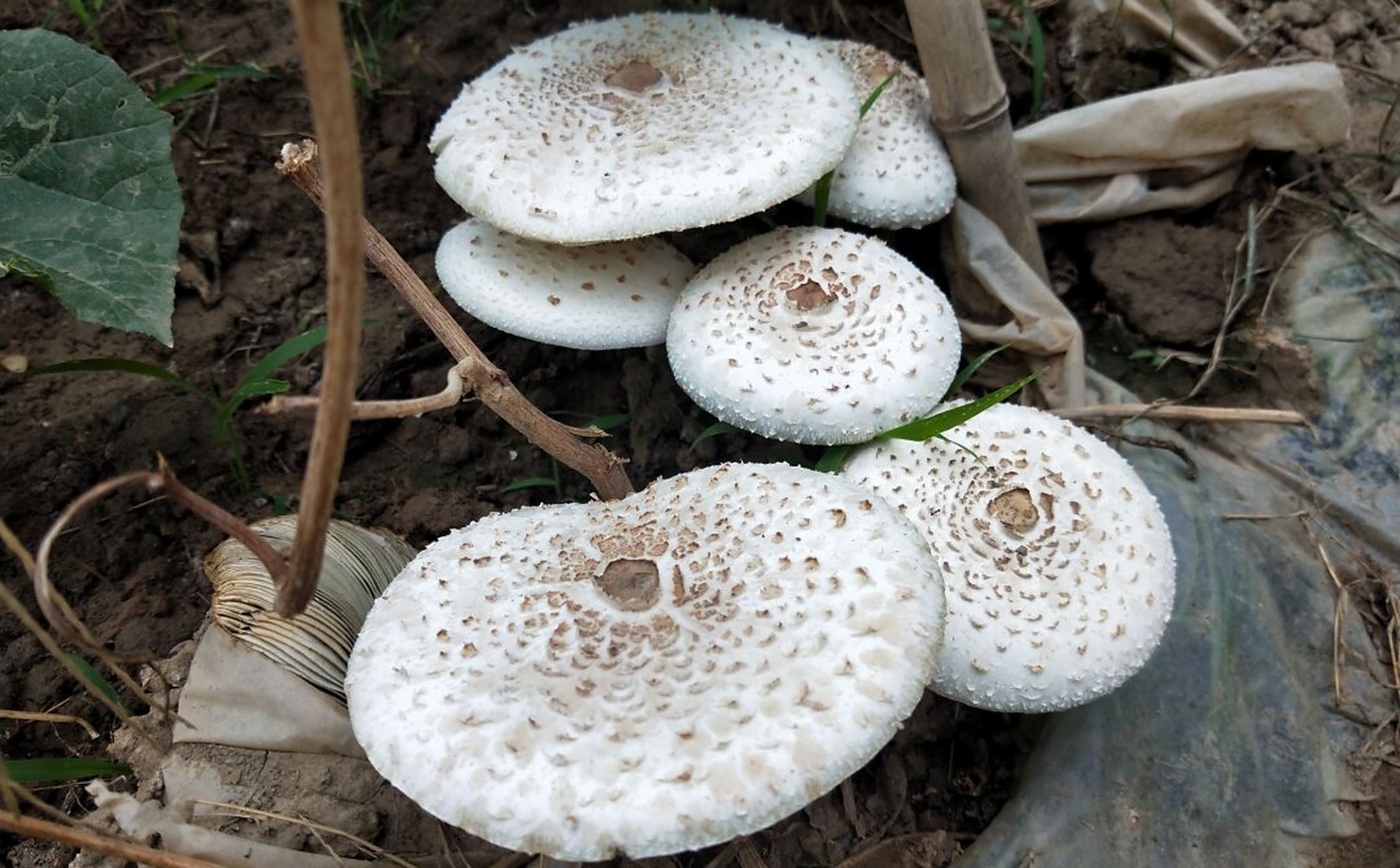 96中文名:大青褶伞,青褶环伞,摩根小伞,铅绿褶菇 拉丁学名