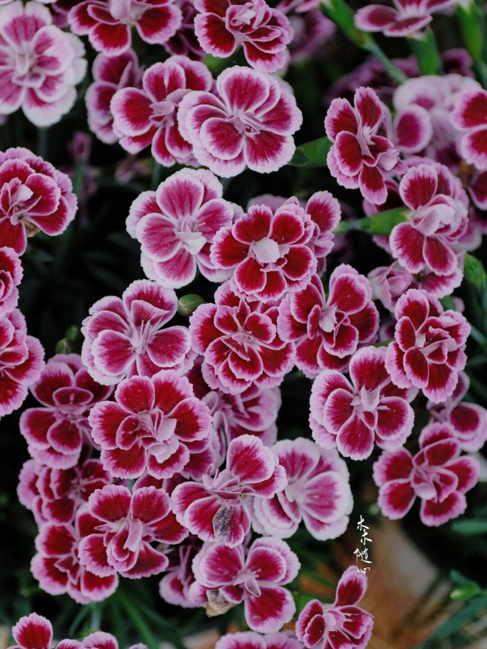 天竺葵-洋蝴蝶 拉丁名:pelargonium domesticum 牻牛儿苗科 geraniace