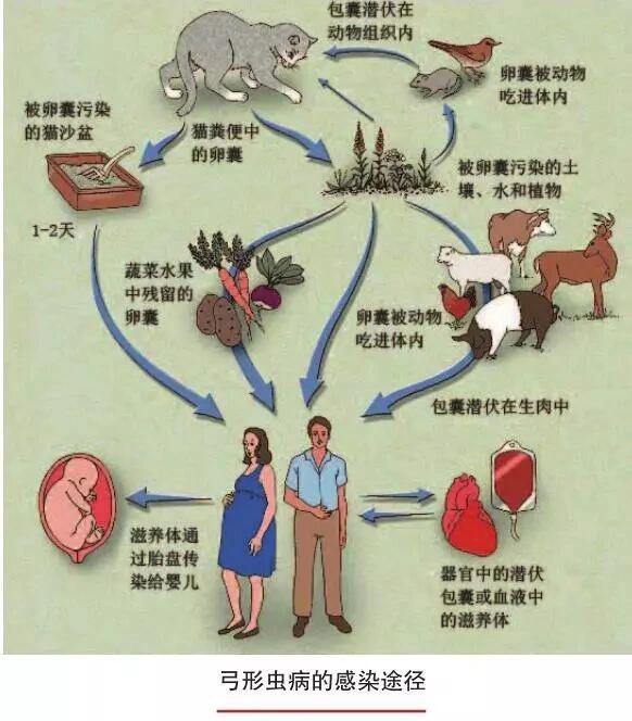 弓形虫是真球虫目肉孢子虫科弓形虫属动物,又称刚地弓形虫.