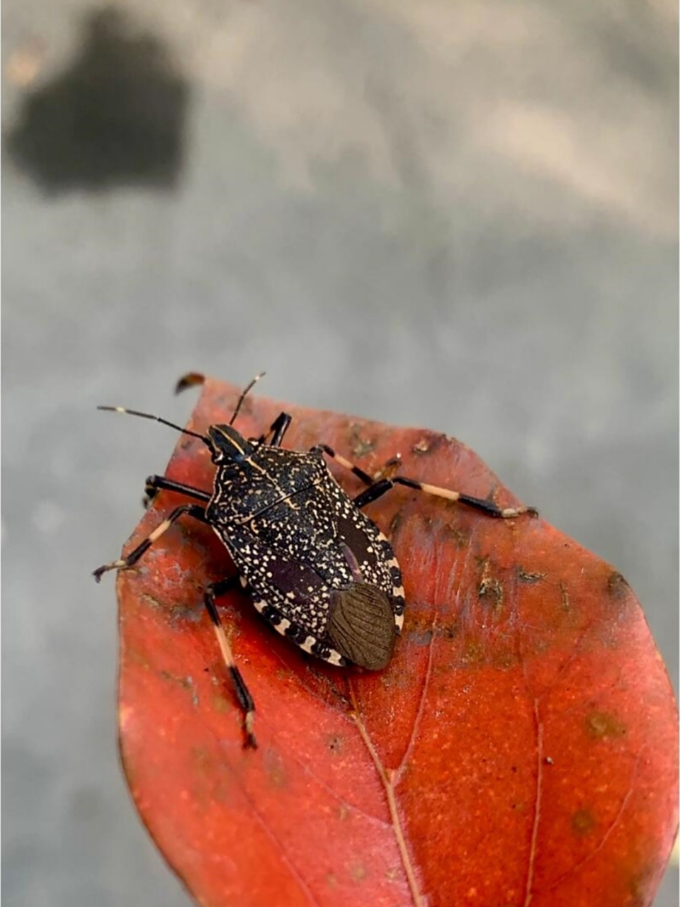 🎈  🌟臭虫真的很烦人,不仅会咬人,还会散发难闻的气味.