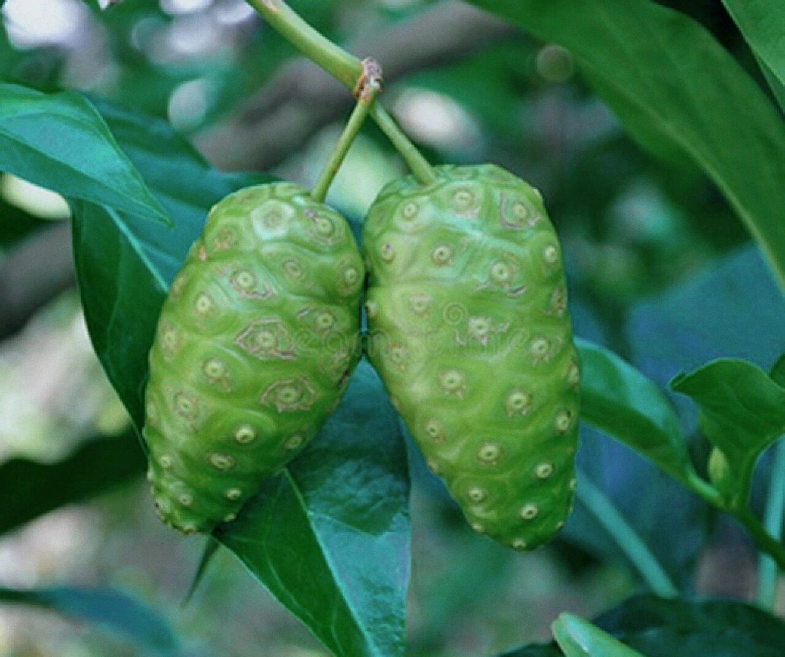 诺丽果,一个从来没有听过见过的植物 📷诺丽果是海滨木巴戟的果实.
