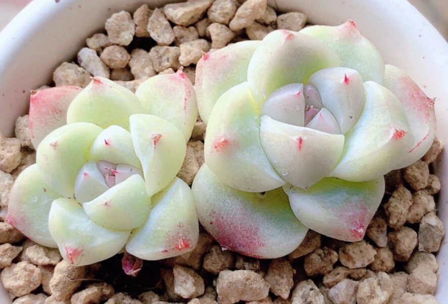 阿尔巴佳人,景天科拟石莲花属的植物,它也是属于月影系多肉的一种