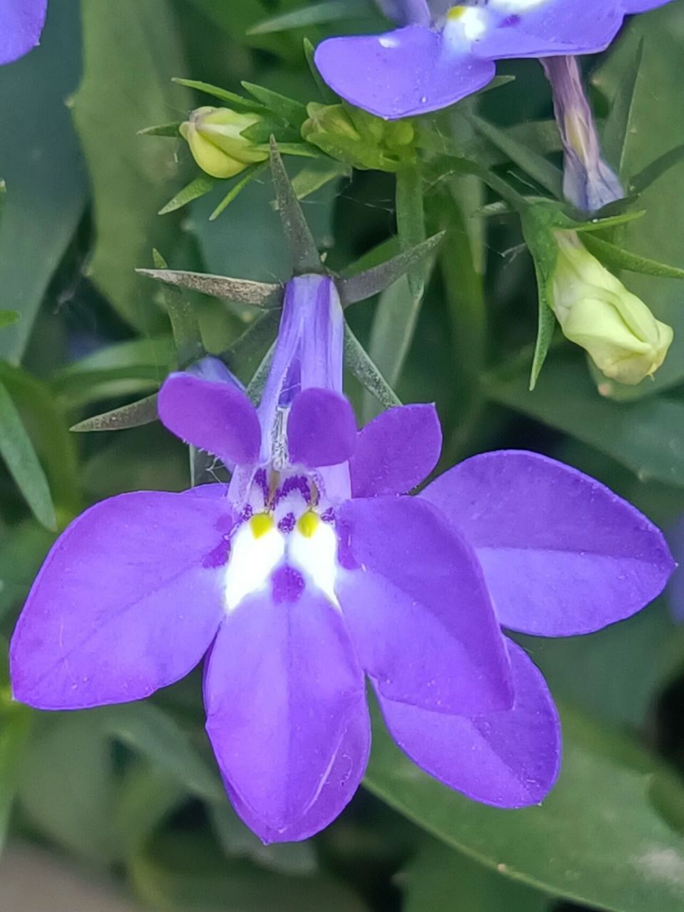 9494六倍利的别名是:半边莲,翠蝶花,山梗菜,花半边莲,南非山梗菜