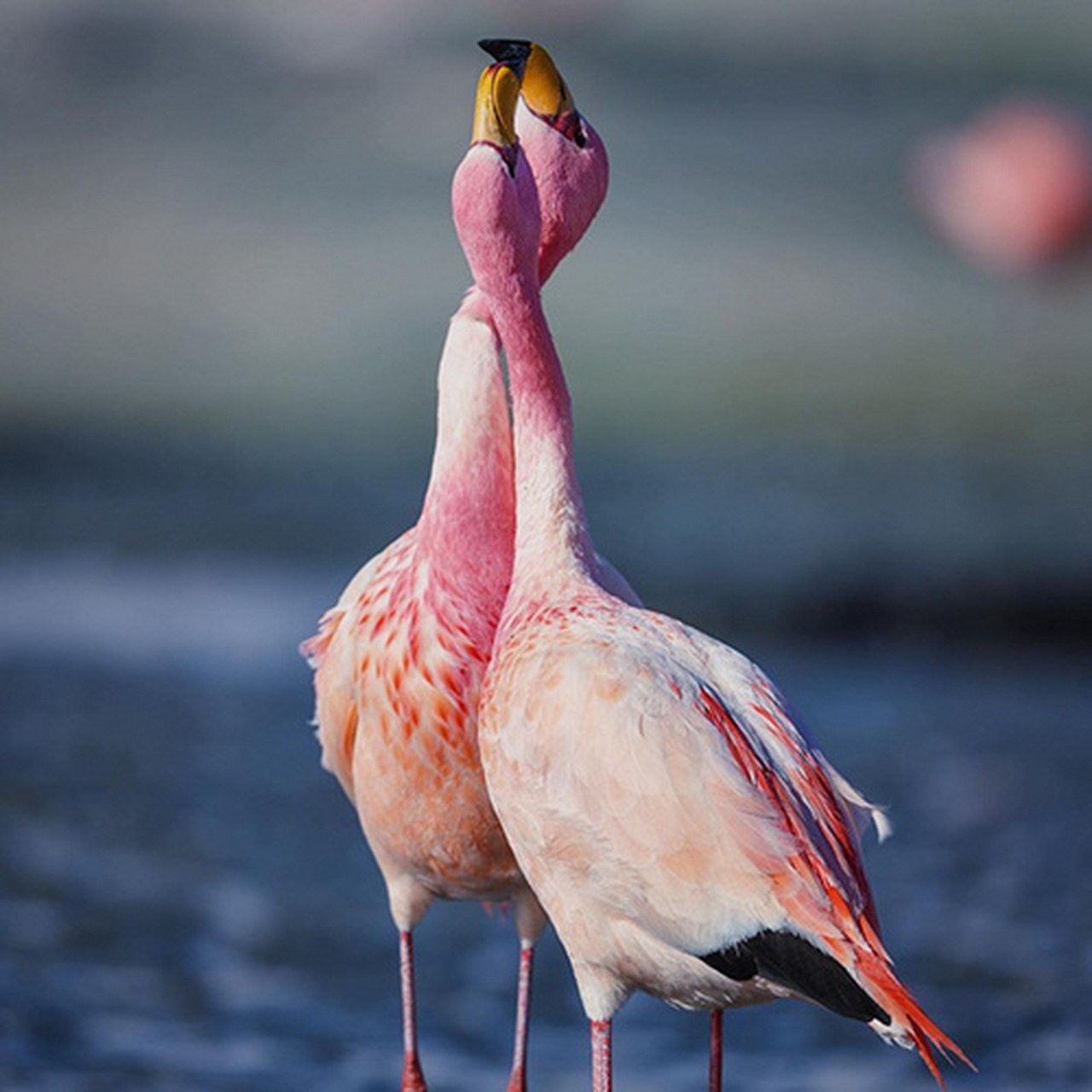 动物奇趣# #摄影#   (via.ins.ladzinski)