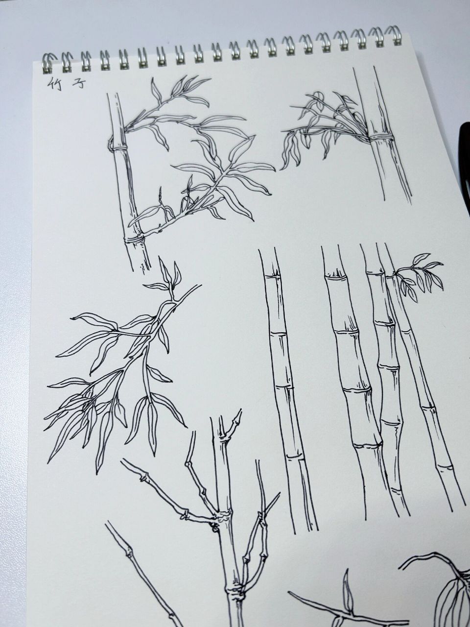 钢笔速写竹子图片
