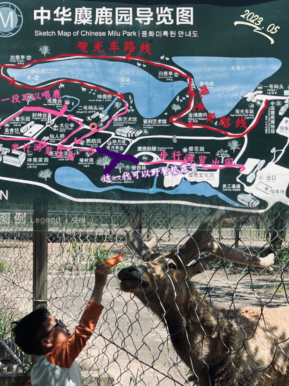 江苏大丰中华麋鹿园(国家级自然保护区)是世界占地面积最大的麋鹿