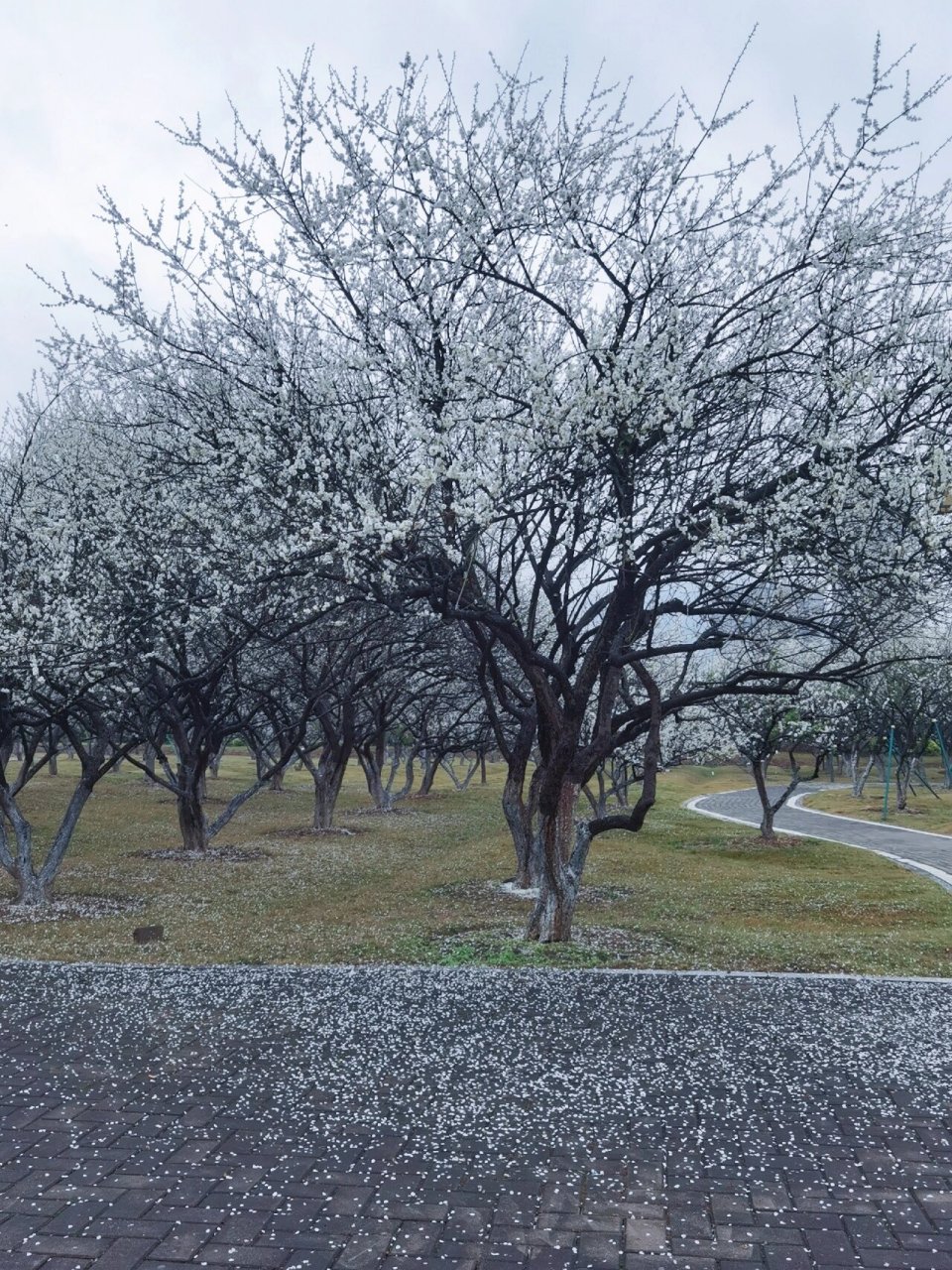 超美/广州萝岗香雪公园的梅花靓过下雪 赏完了市民广场的梅花,我们