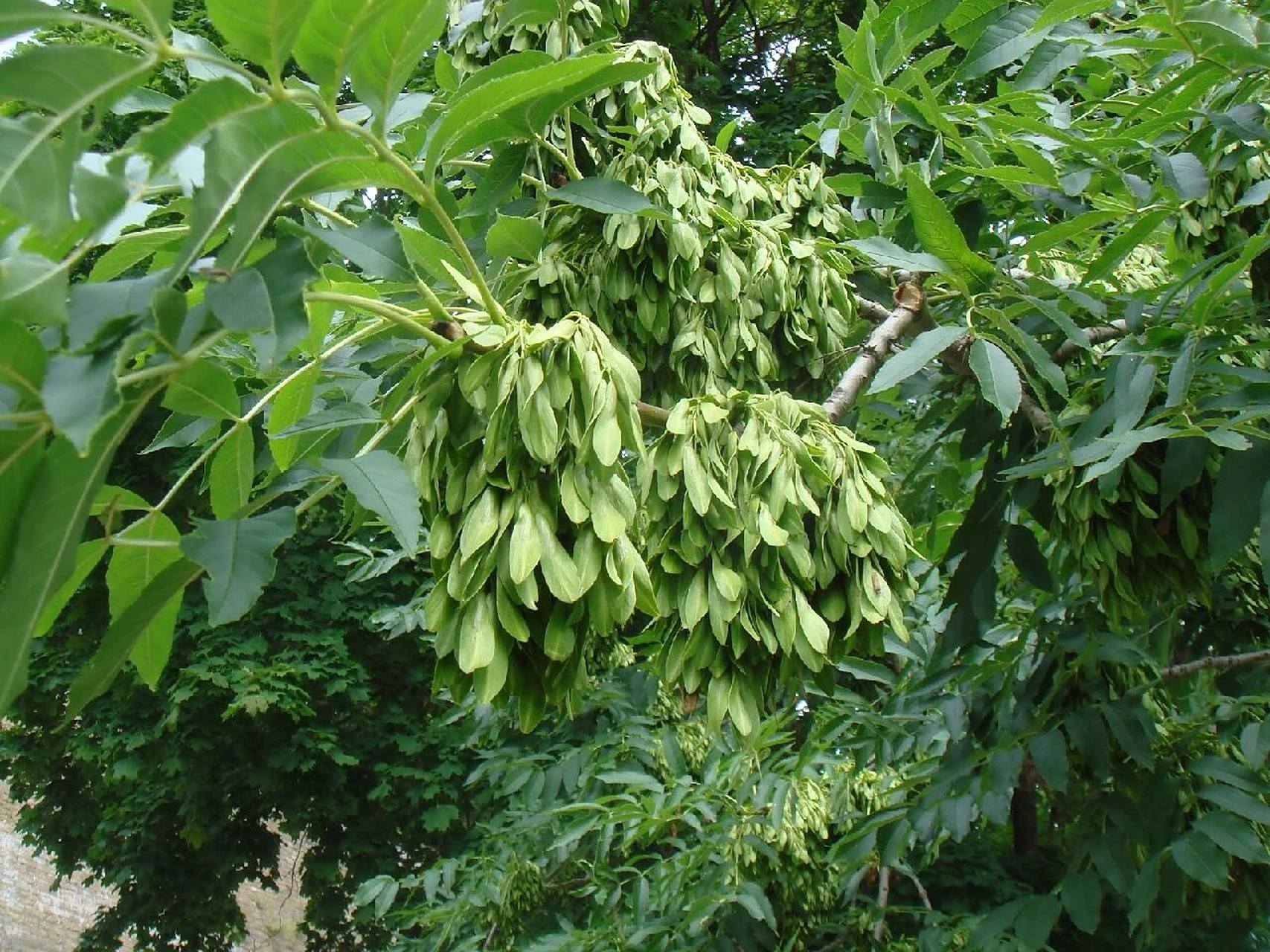 杜仲补肝 补肝强肾之杜仲 杜仲是一种生长非常缓慢的树,一般要生长