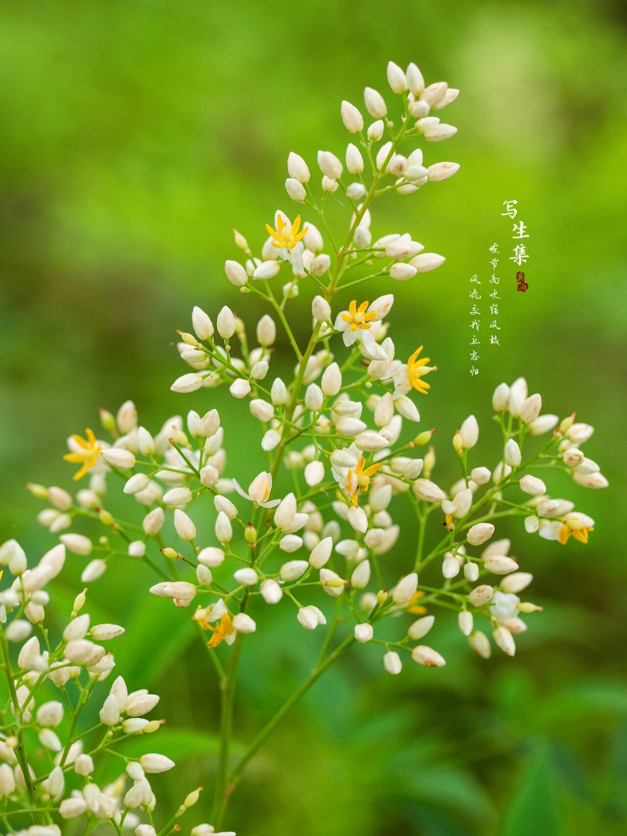 霁风花花语图片