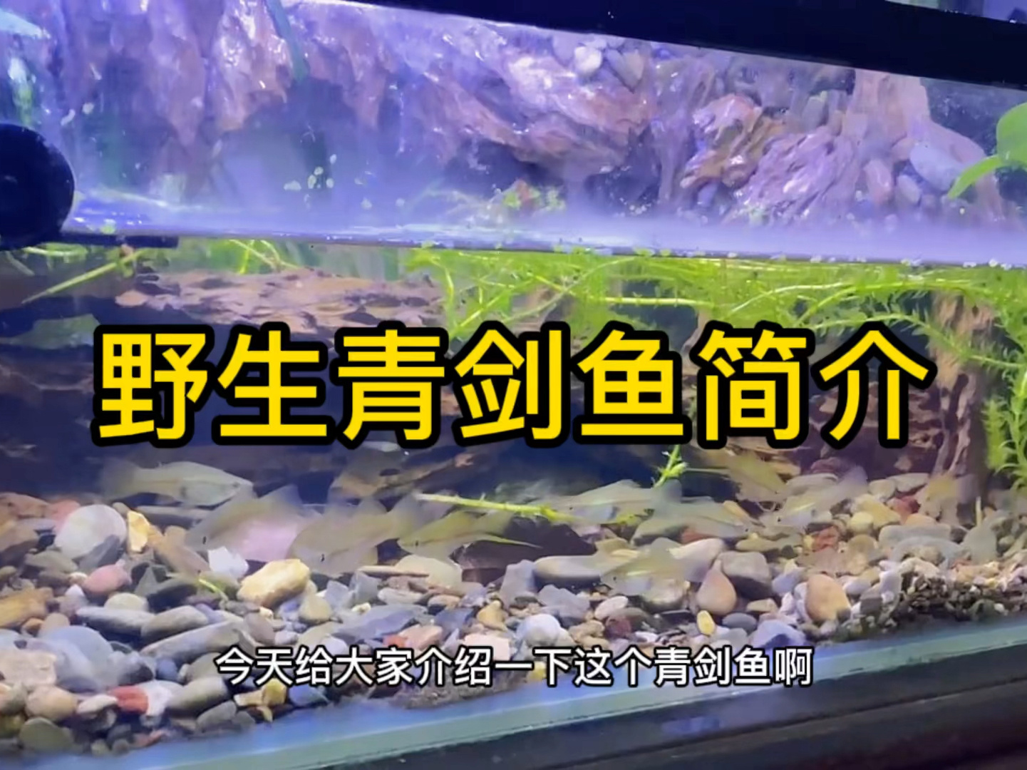 野生溪流鱼【青剑鱼