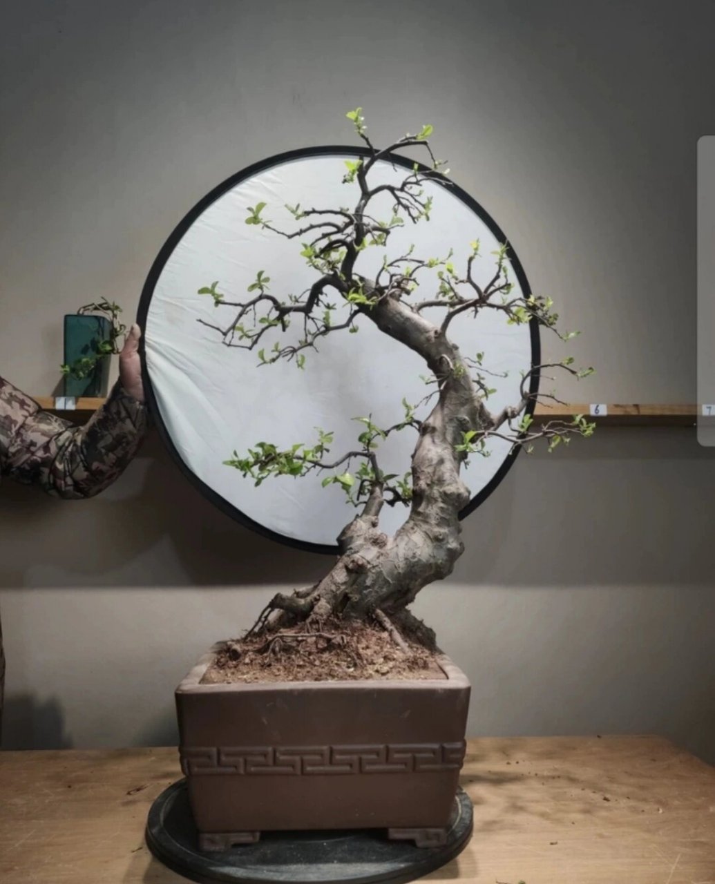 西府木瓜海棠盆景老桩 西府木瓜海棠盆景老桩,高98公分冠幅56,精品桩