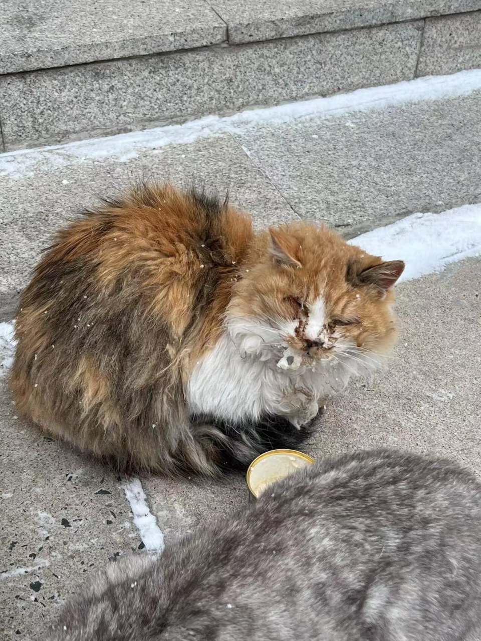 流浪猫,是指无主,长期在野外生存的猫