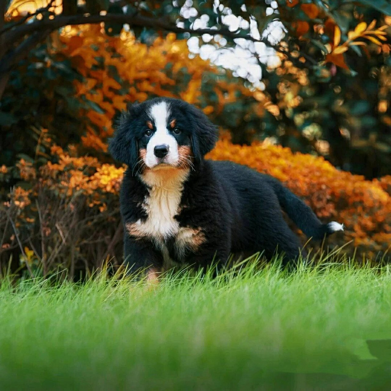 犬舍出售纯种cku赛级血统伯恩山黑色圣伯纳巨型幼犬活体真宠物狗