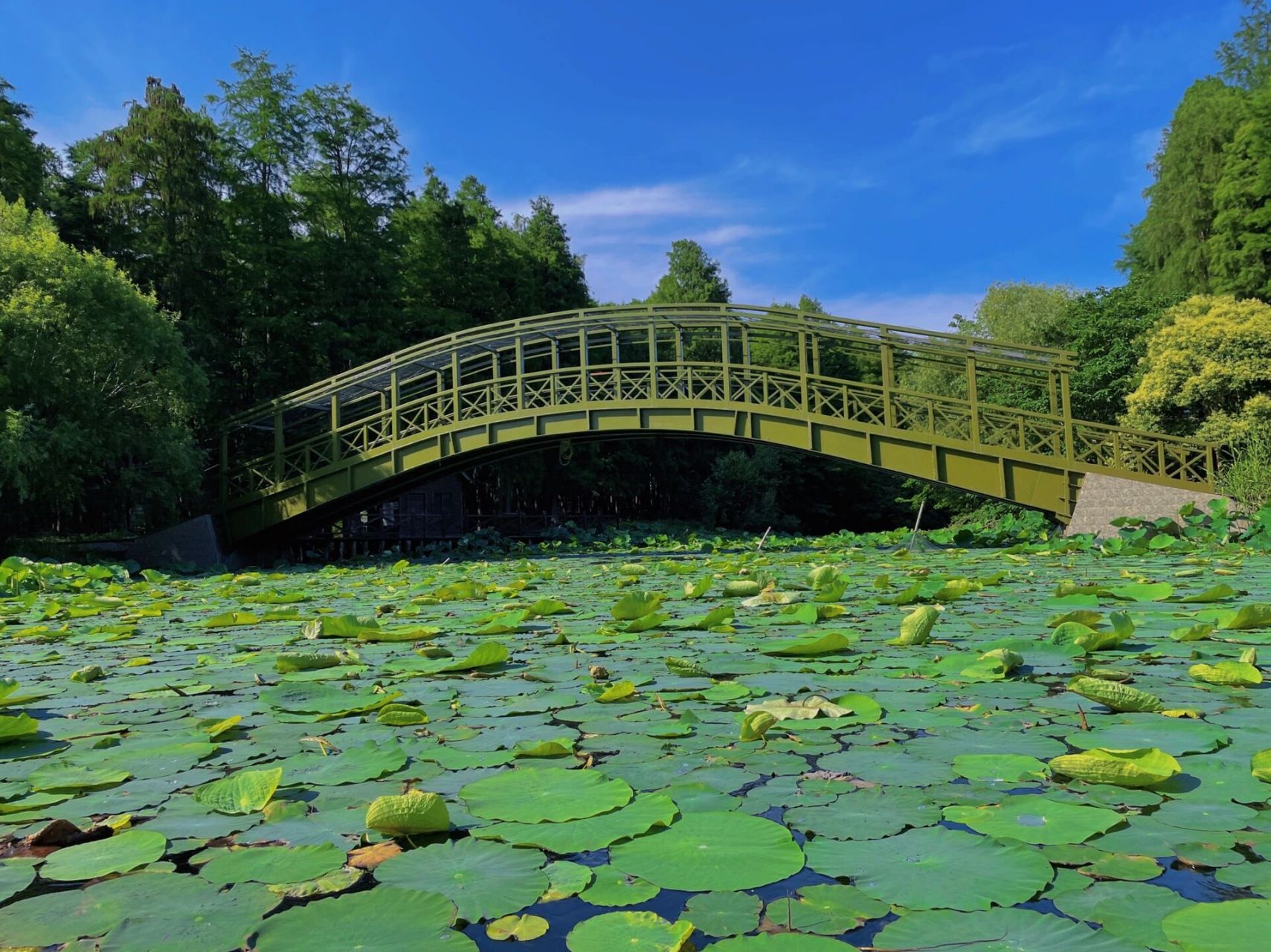 高邮 | 清水潭景区 高邮-清水潭景区,环境优美,自然人文关怀备至.