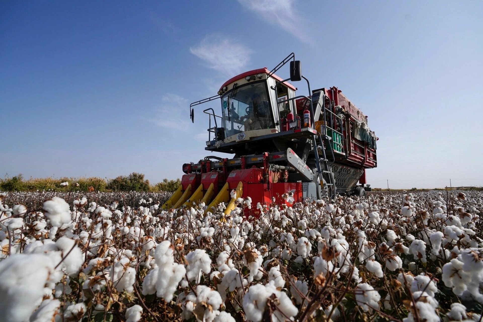 随着轰隆隆的声响,一台台新型采棉机正在新疆大地棉田里大显身手.
