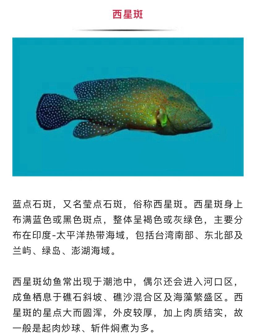 傻傻分不清|石斑鱼品类集合,吃货们来认鱼啦