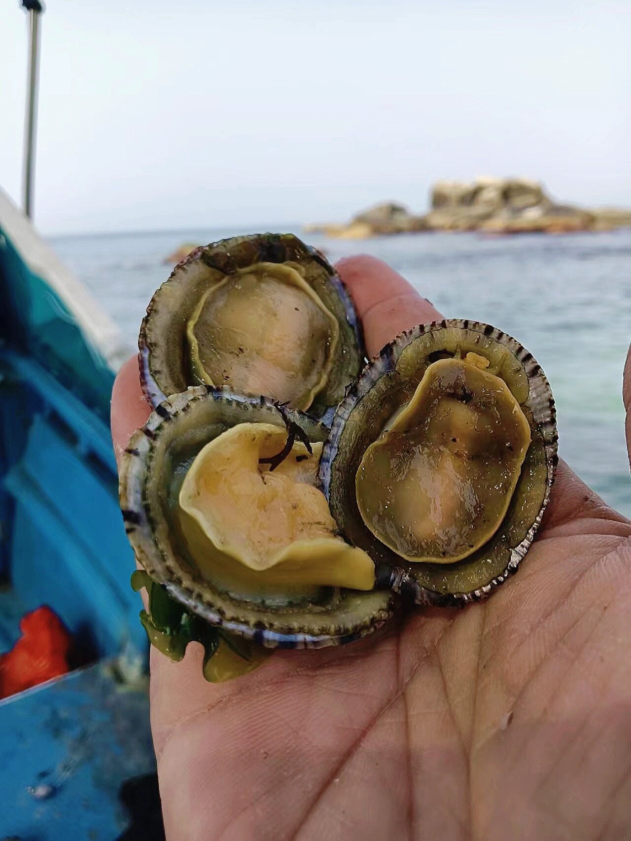 这种笠螺也叫将军帽螺,赶海遇到要先捡.