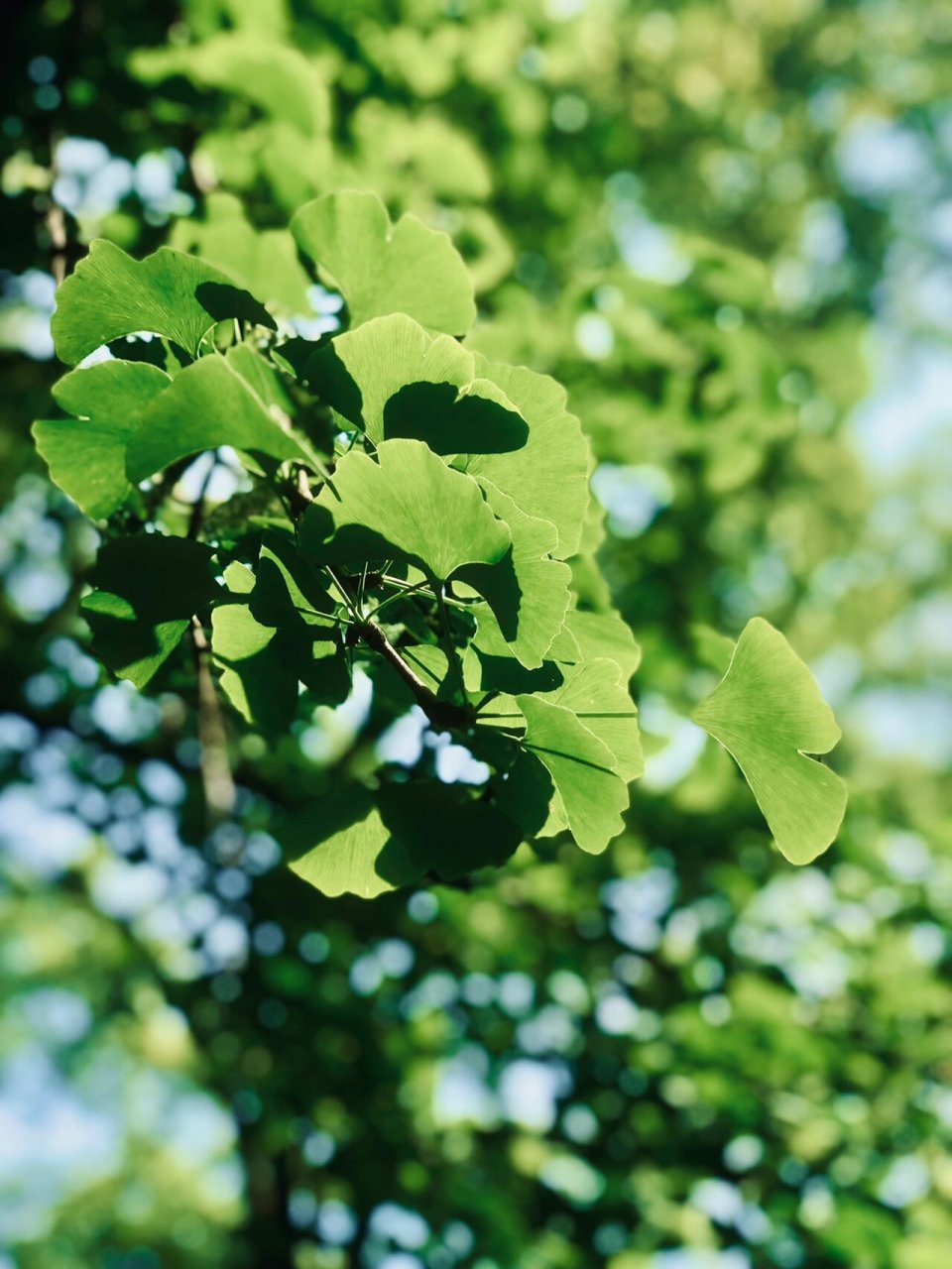 初夏的银杏叶 #葉子# #银杏# #植物园# #公园拍照# #夏天# #春天