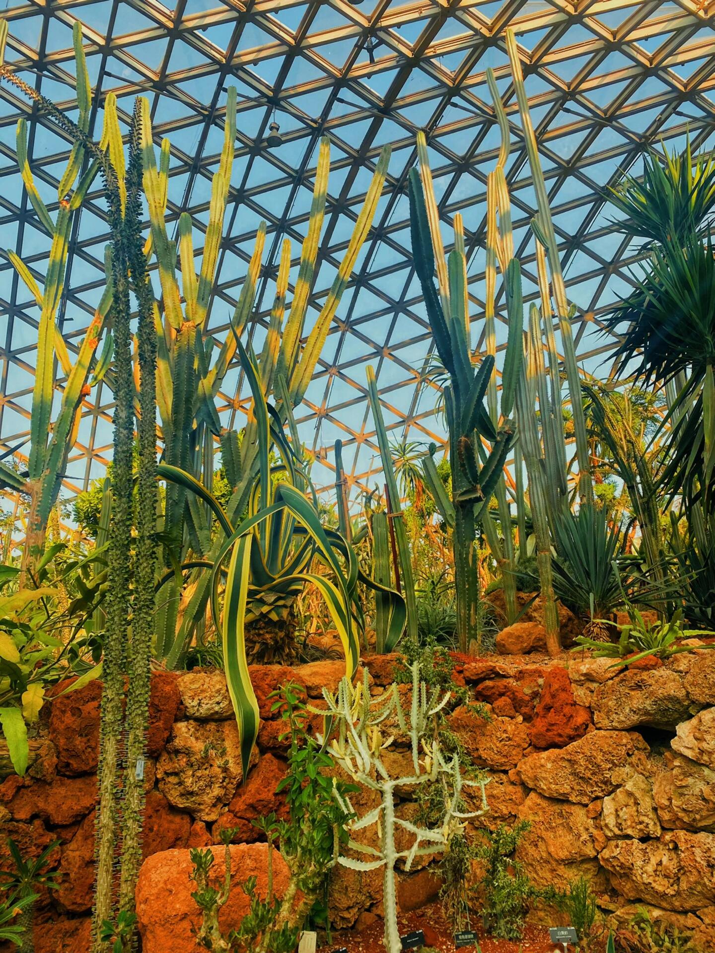 上海辰山植物园游览攻略,仿佛身在热带雨林