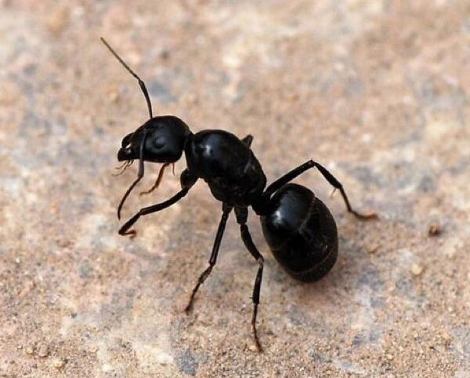 大黑蚂蚁怎么灭,家里出现黑蚂蚁用什么药 家里前段时间有黑蚂蚁,用了