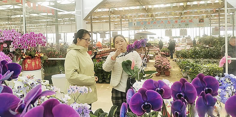蝴蝶兰花种植基地
