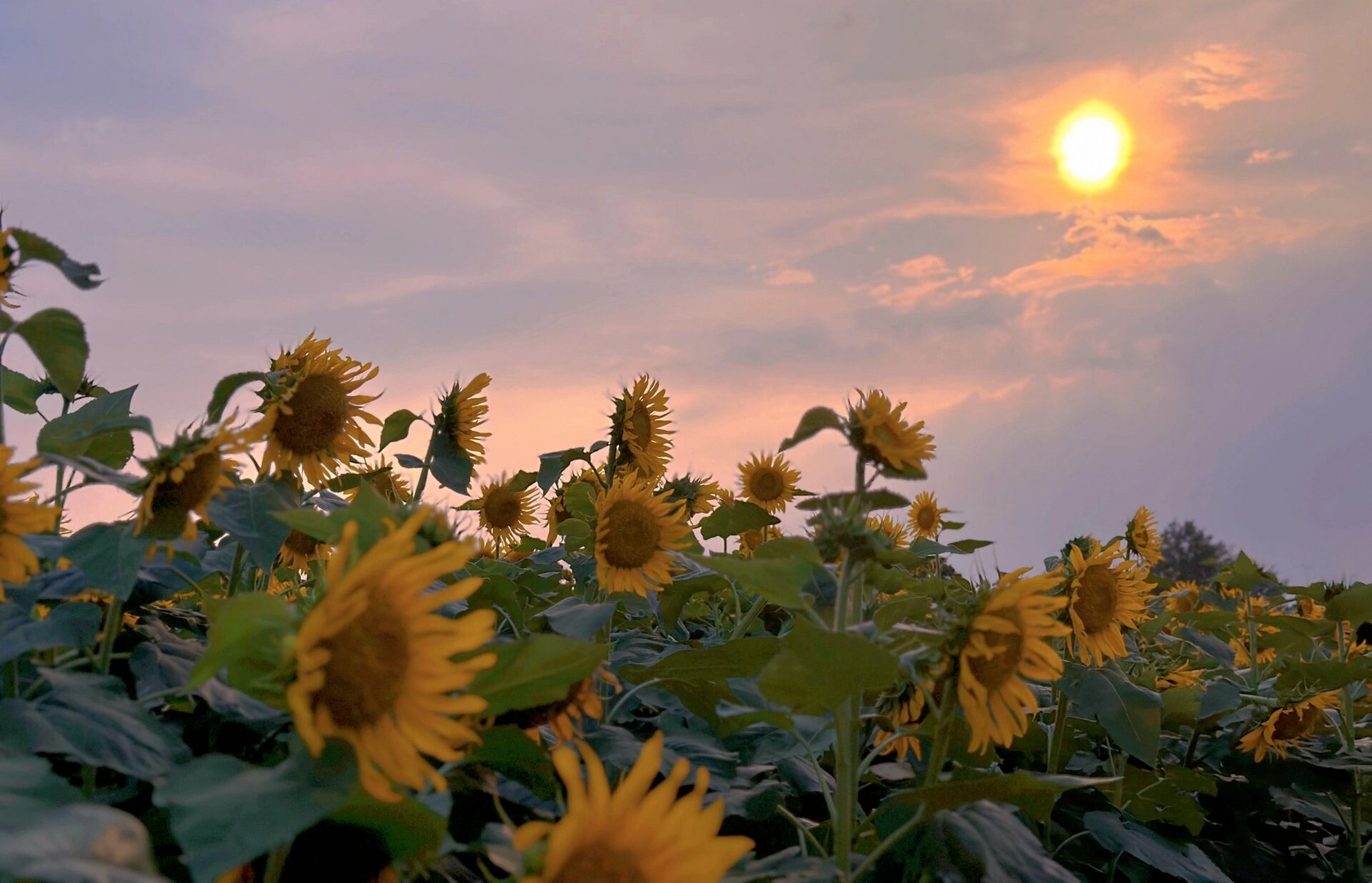 向日葵唯美,温柔花语 1,我和向日葵有个约定,每天向阳而生.