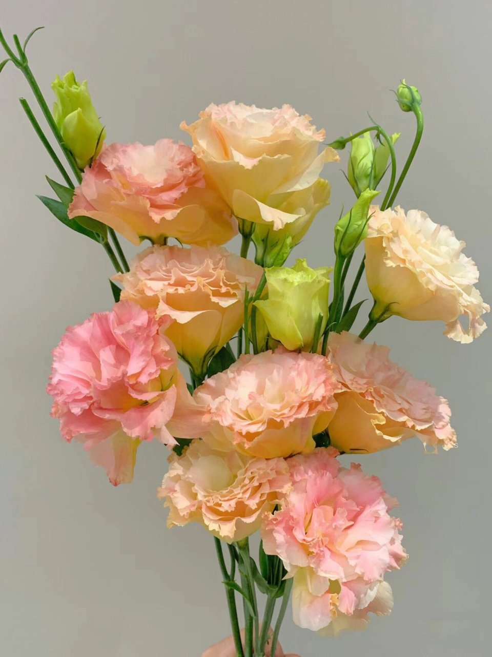 『36』每日识一花【香槟色洋桔梗】 香槟色洋桔梗 78【花语】真诚不