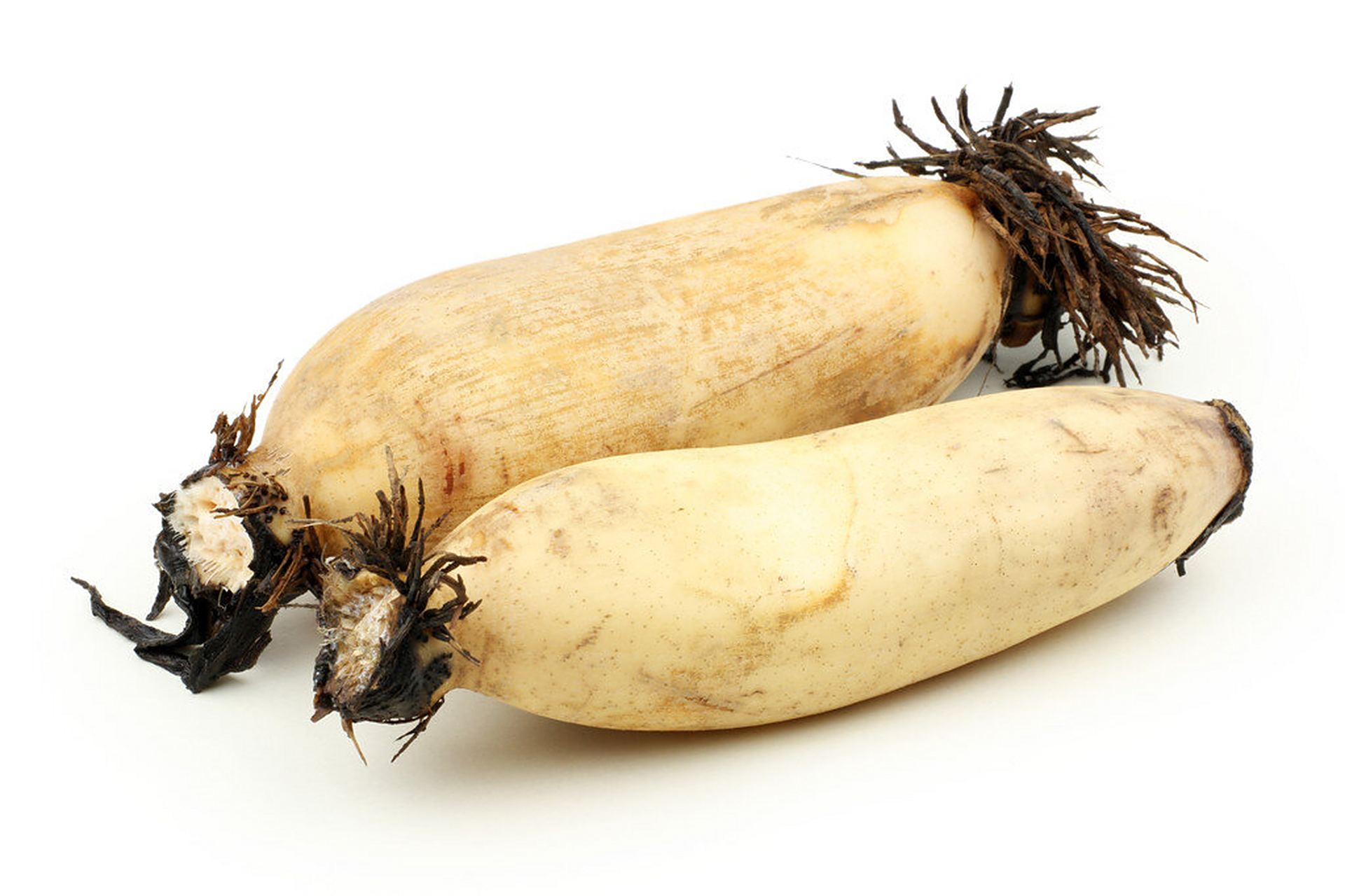 莲藕素材分享 也可以写生实物