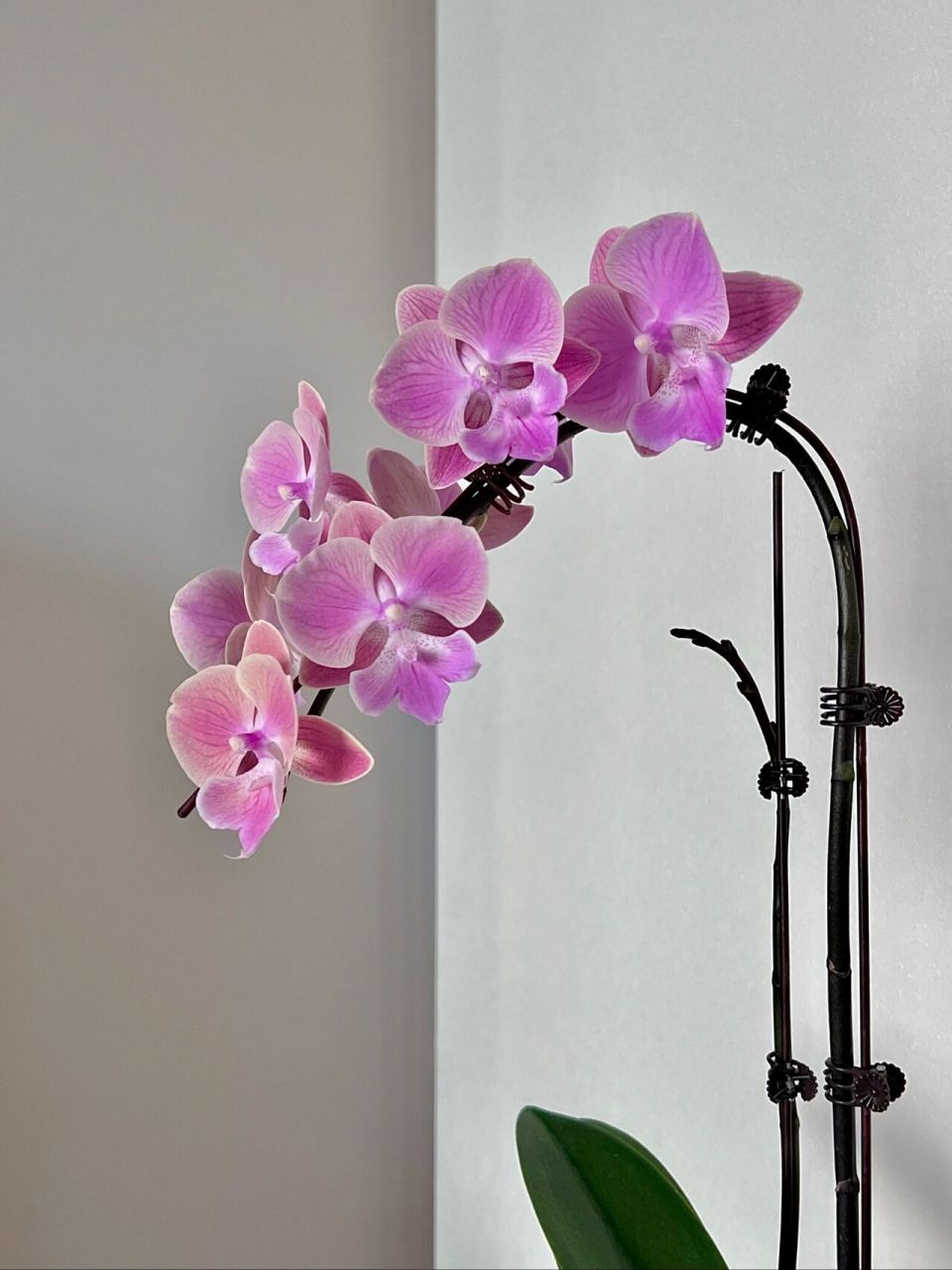 蝴蝶兰"5618" |"唯美"大舌头 "5618"大舌头,应该是近两年大舌头商品兰