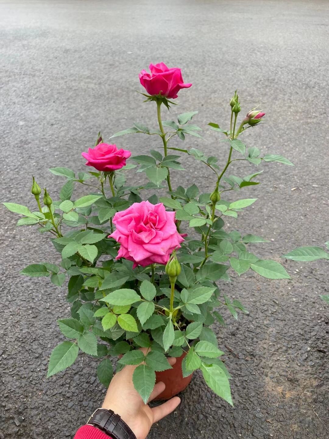 香奈儿月季优点 植株高度100厘米左右,花朵直径7厘米左右,草莓粉色或