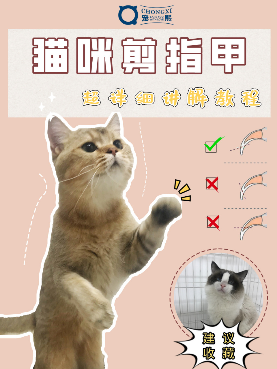 给猫咪剪指甲图解图片