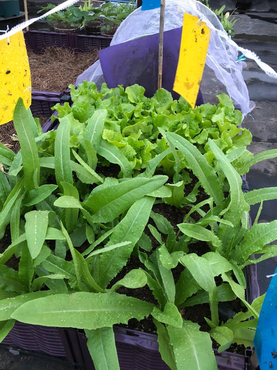 花菜不知道是肥害还是病害了,叶片边缘发黄   	 第一次种花菜也不知道