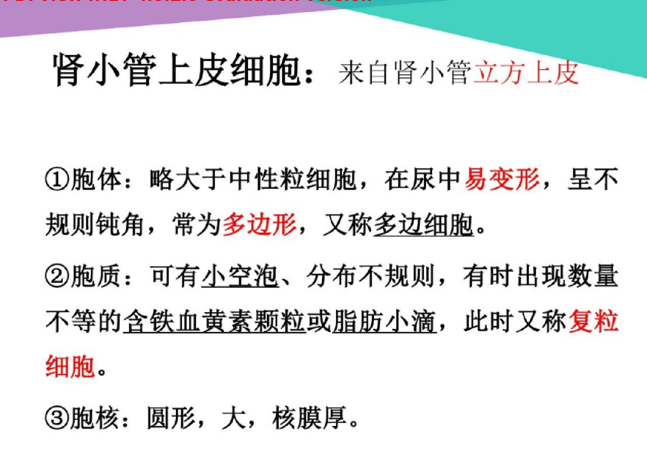 肾小管上皮细胞——超全高清体液图谱 92 肾小管上皮细胞在尿中容易