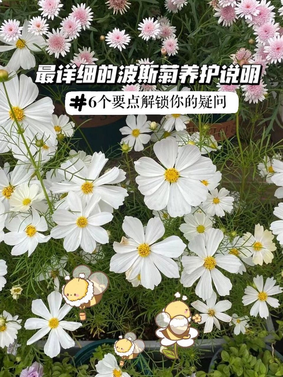 波斯菊怎么养图片