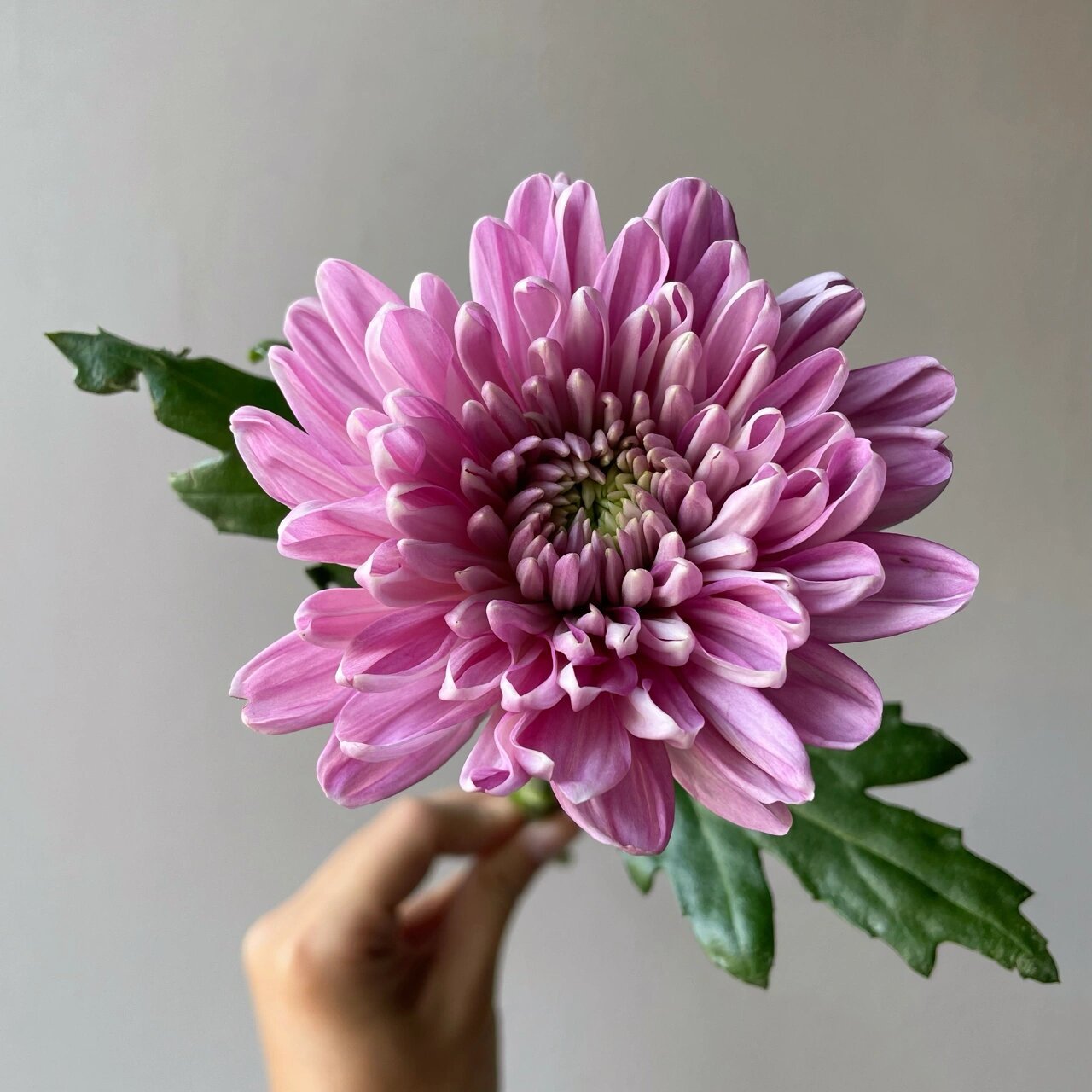 粉紫安娜菊94 学名:"罗斯安娜菊" 它属于粉紫复色的 属于大型菊花