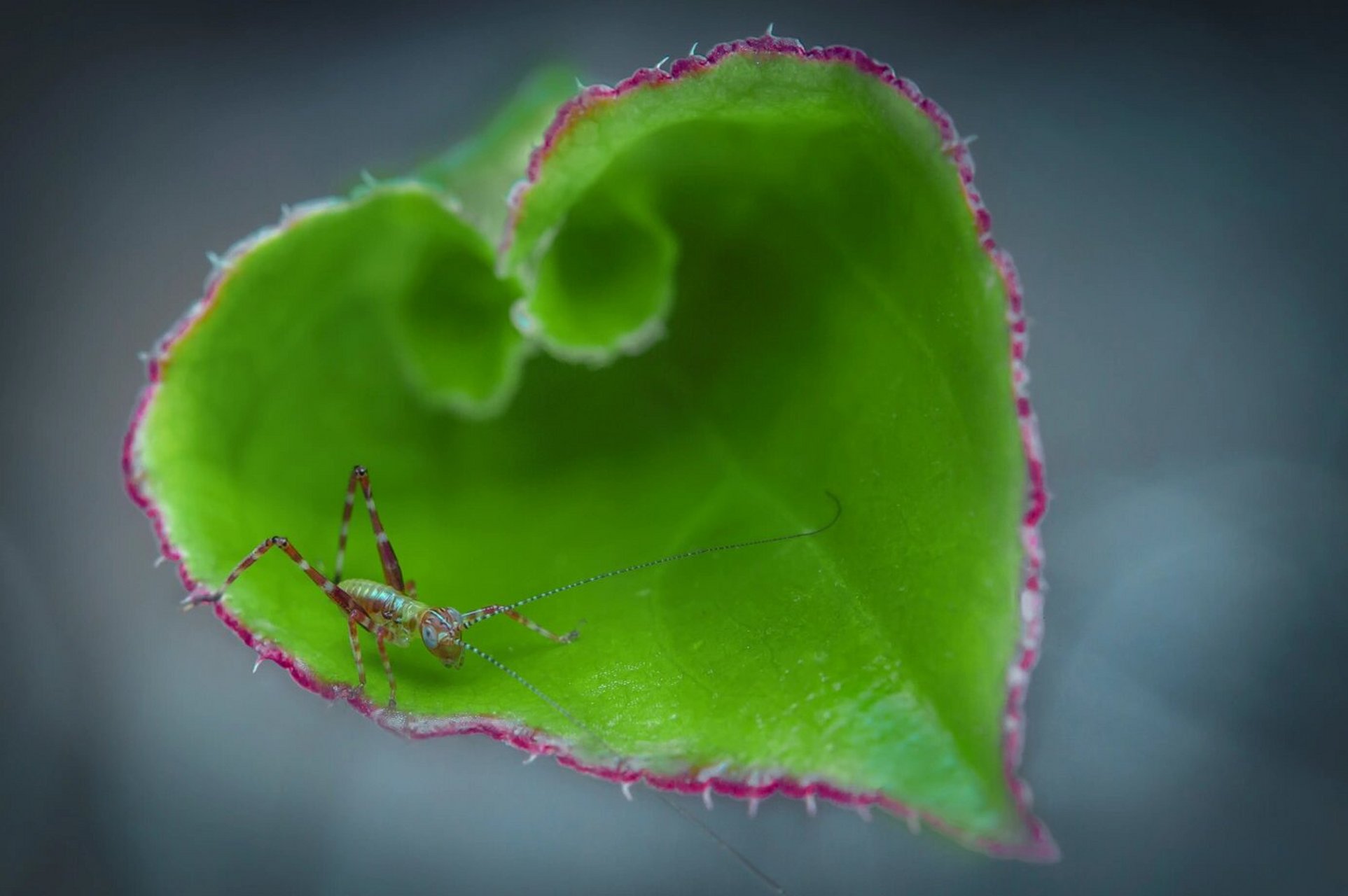 蝈蝈幼虫,又名螽斯