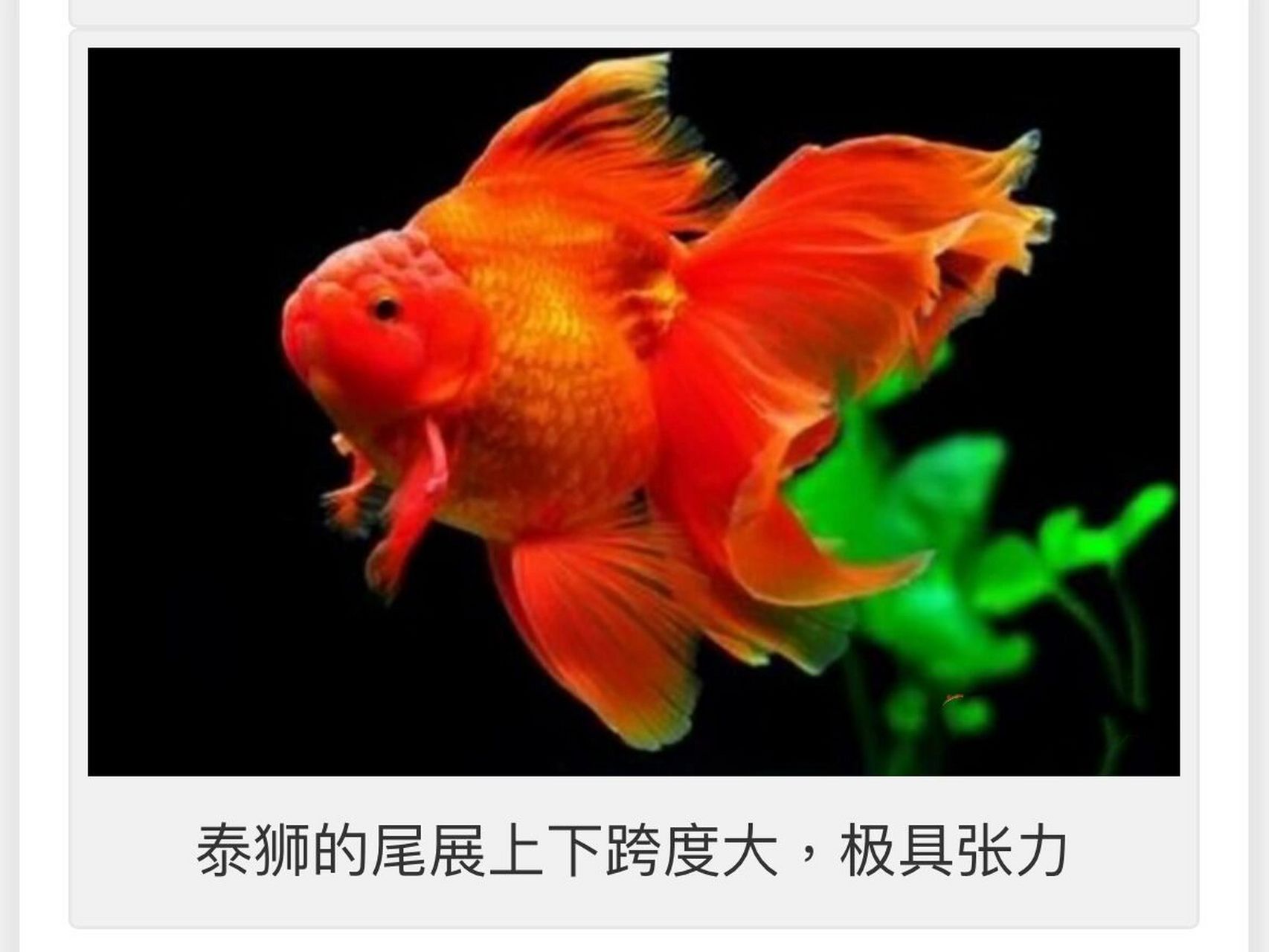 怎样区分泰狮,国狮和知沅狮(完结篇)       而头尾兼顾的典范就是知沅