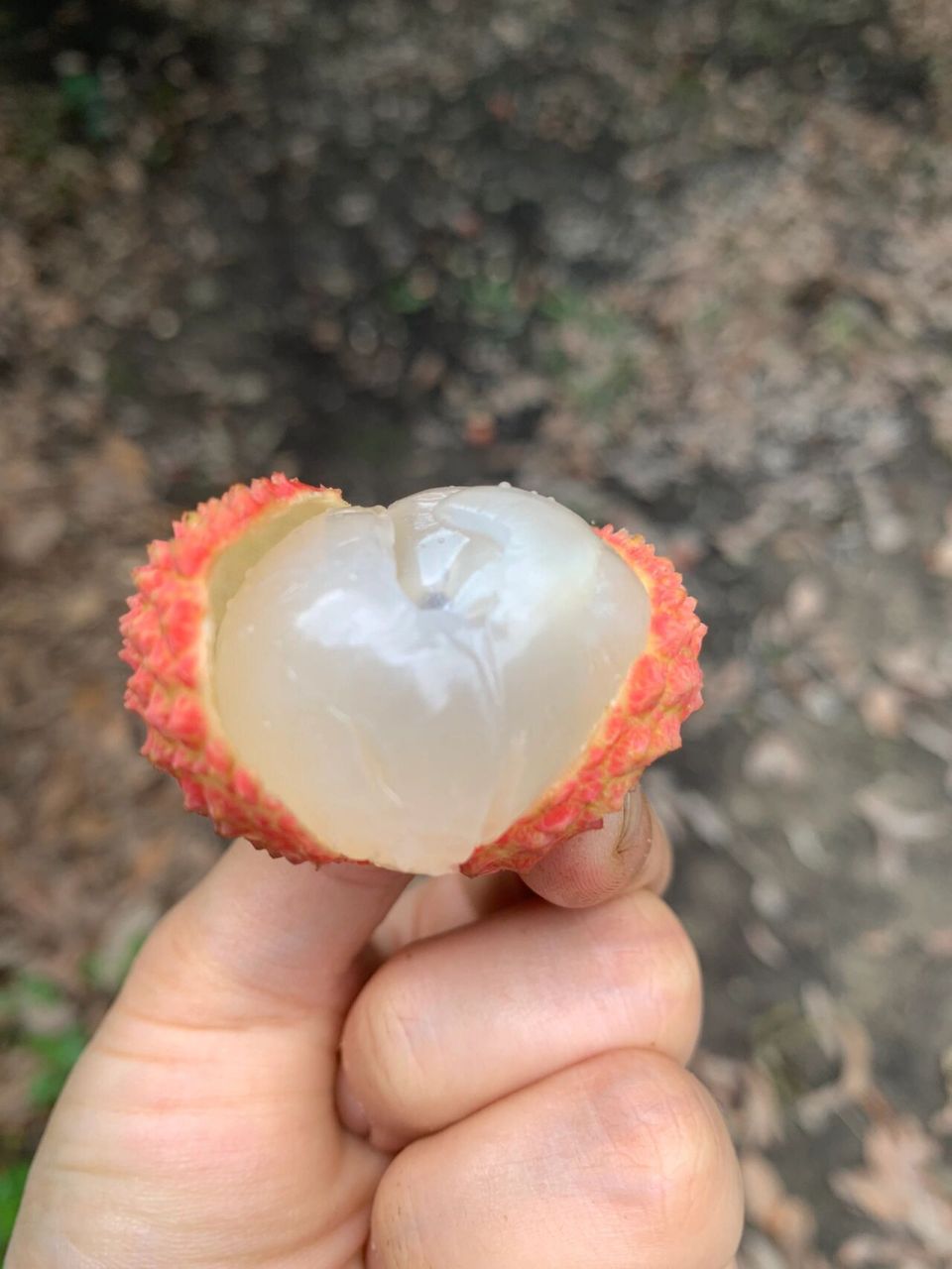 本地温泉镇老树鸭头绿桂味荔枝带桂花香味 鸭头绿桂味荔枝,又称"水厅