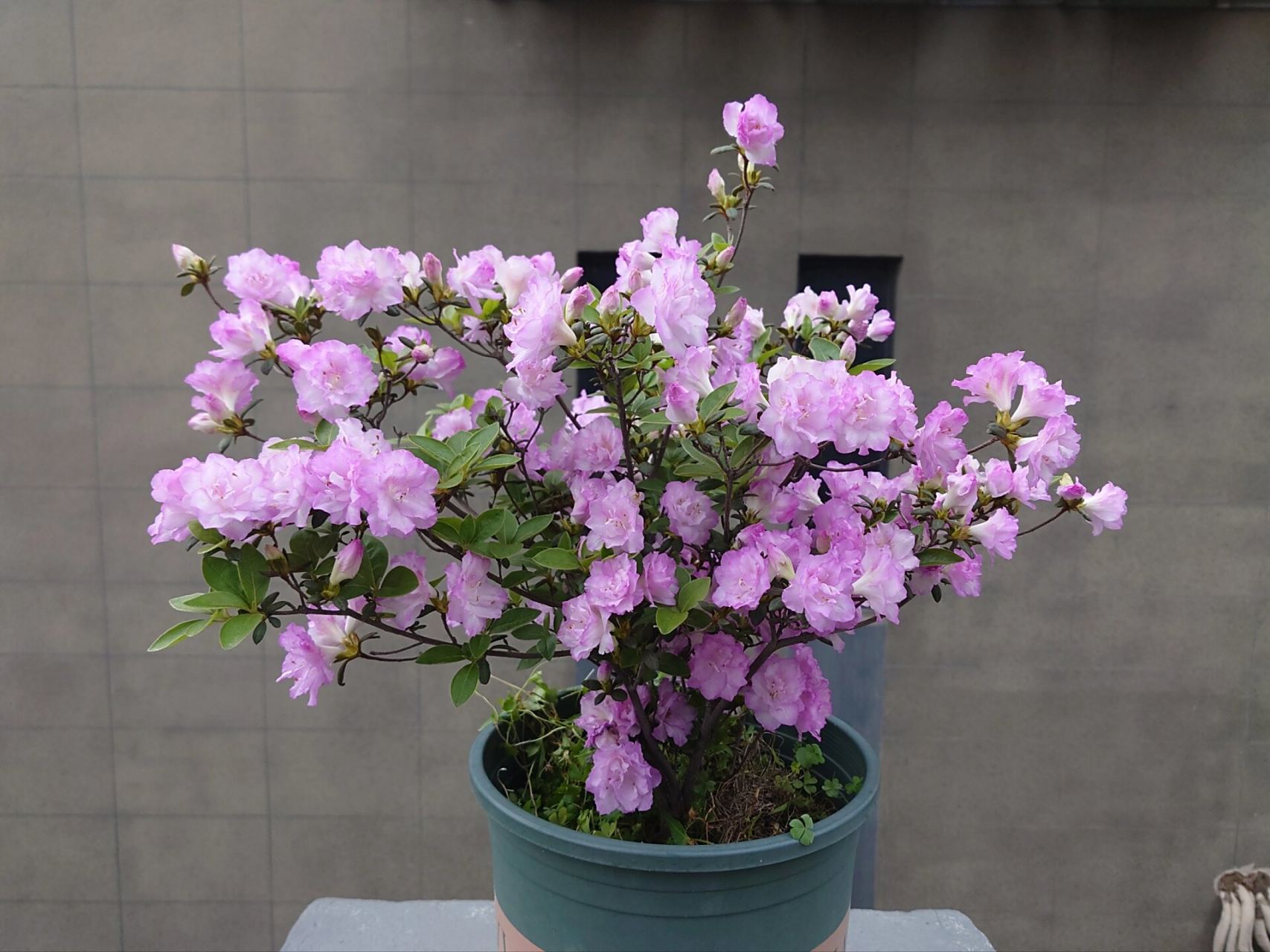 春诗 永根杜鹃培育的杂交春鹃春诗