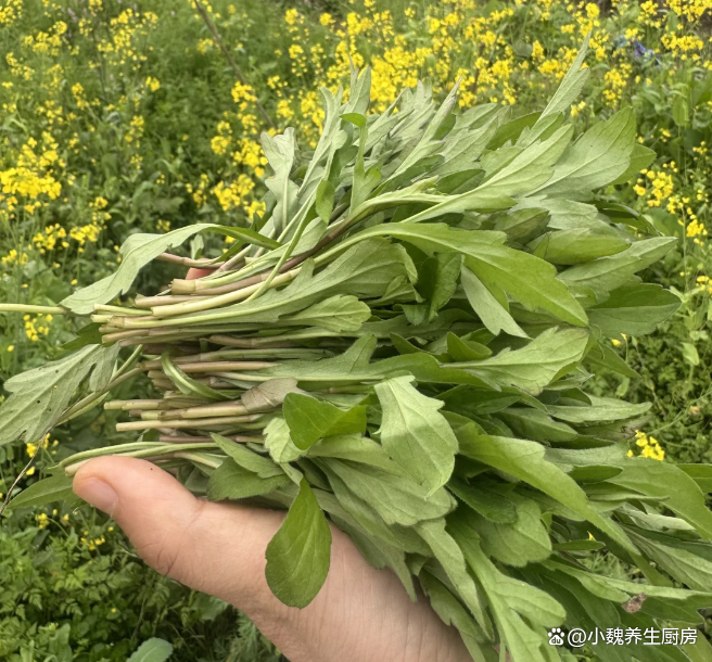 别忘了,春日吃野菜
