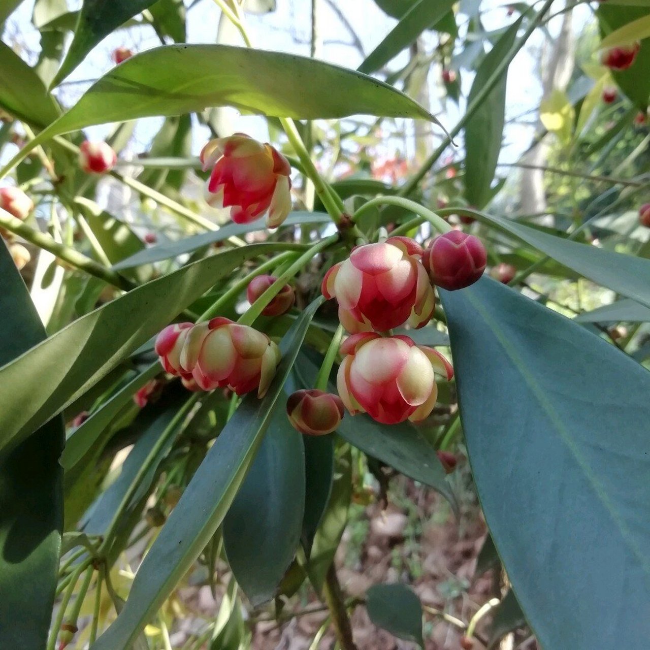 八角树图片 每一个八角都蕴含着大自然的精华,用心