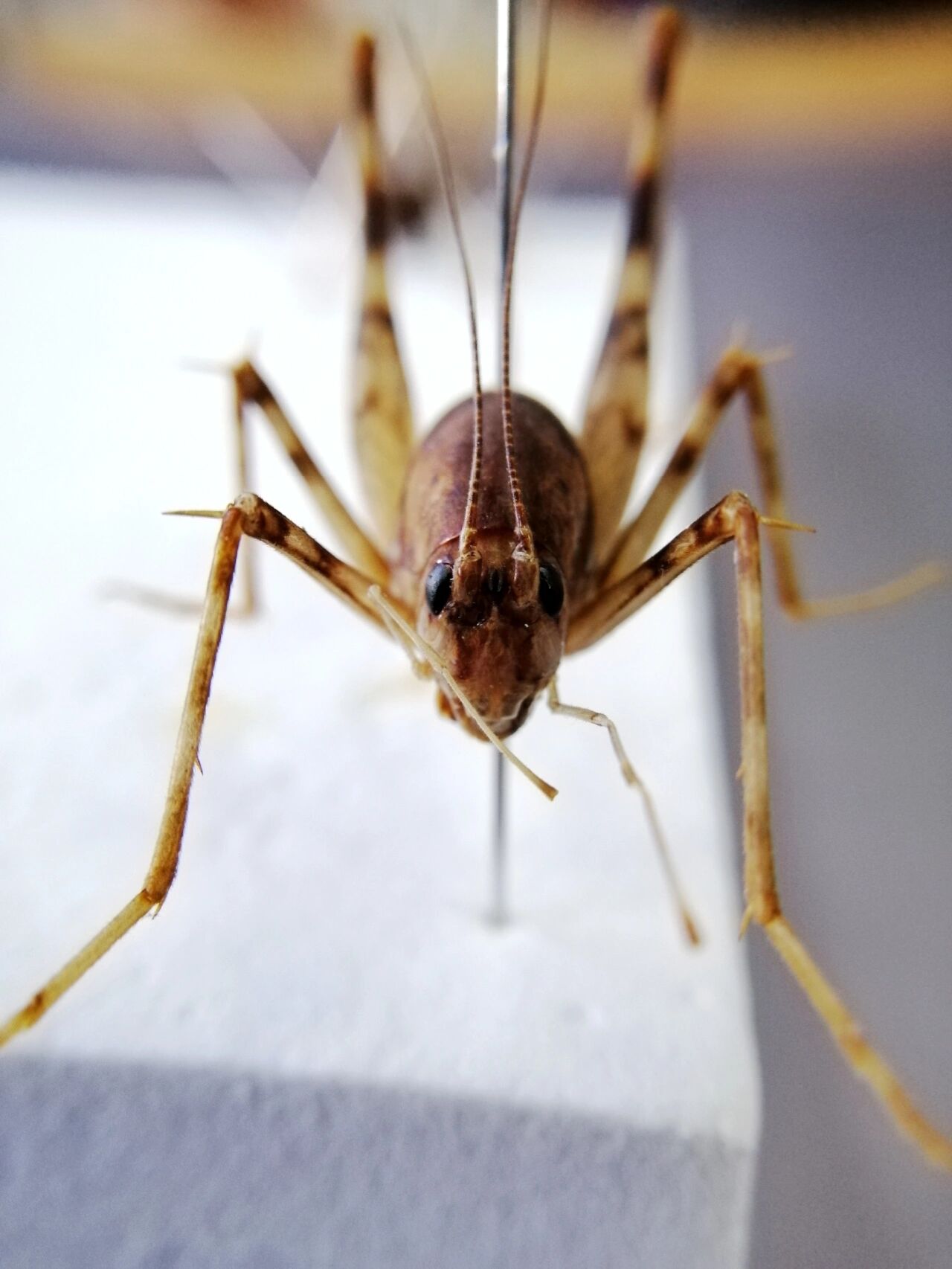 灶马,灶马蟋,突灶螽,驼螽,名字挺多,但像它自己悄悄来悄悄去,很少留