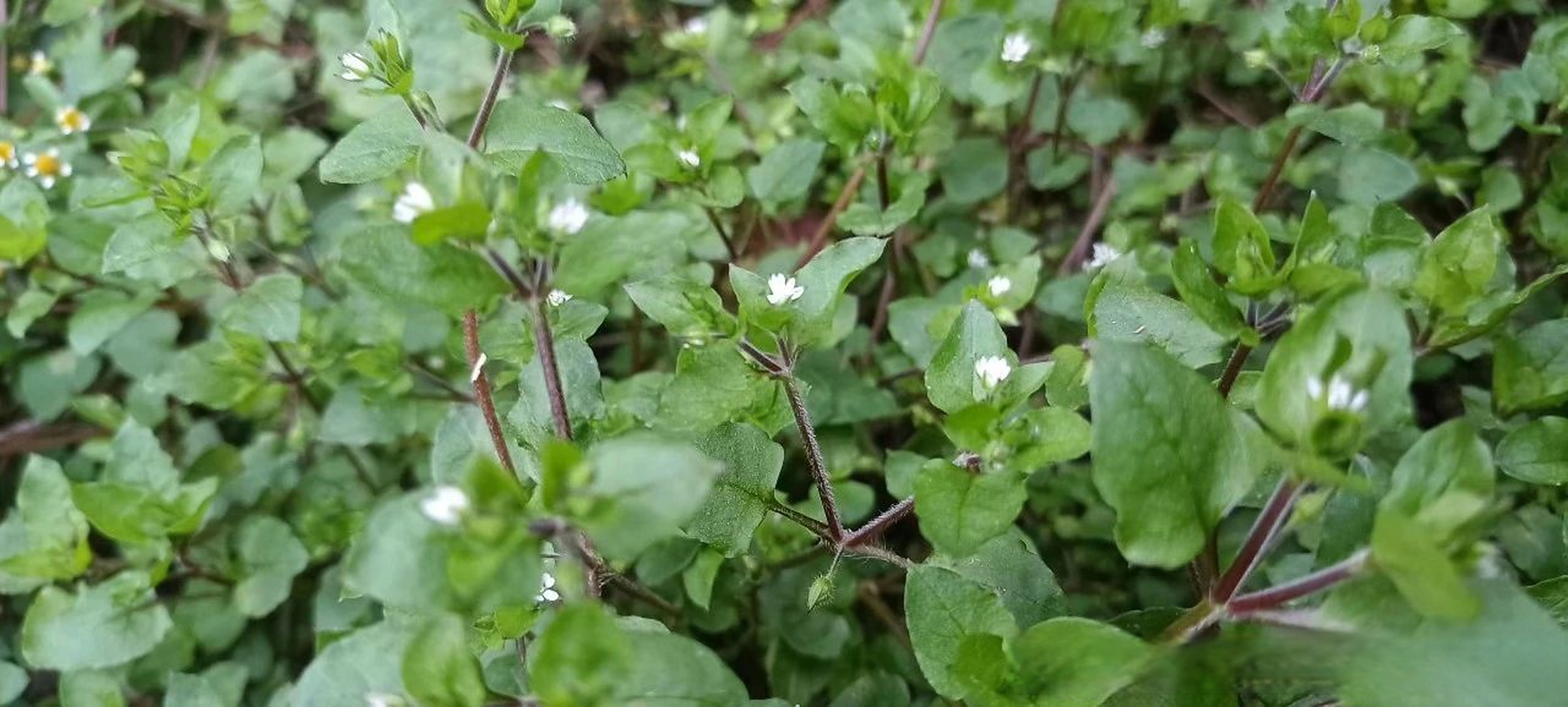 【鹅肠草:昔日田间野草如今变成宝】野草虽常见,却也不好辨识,农村