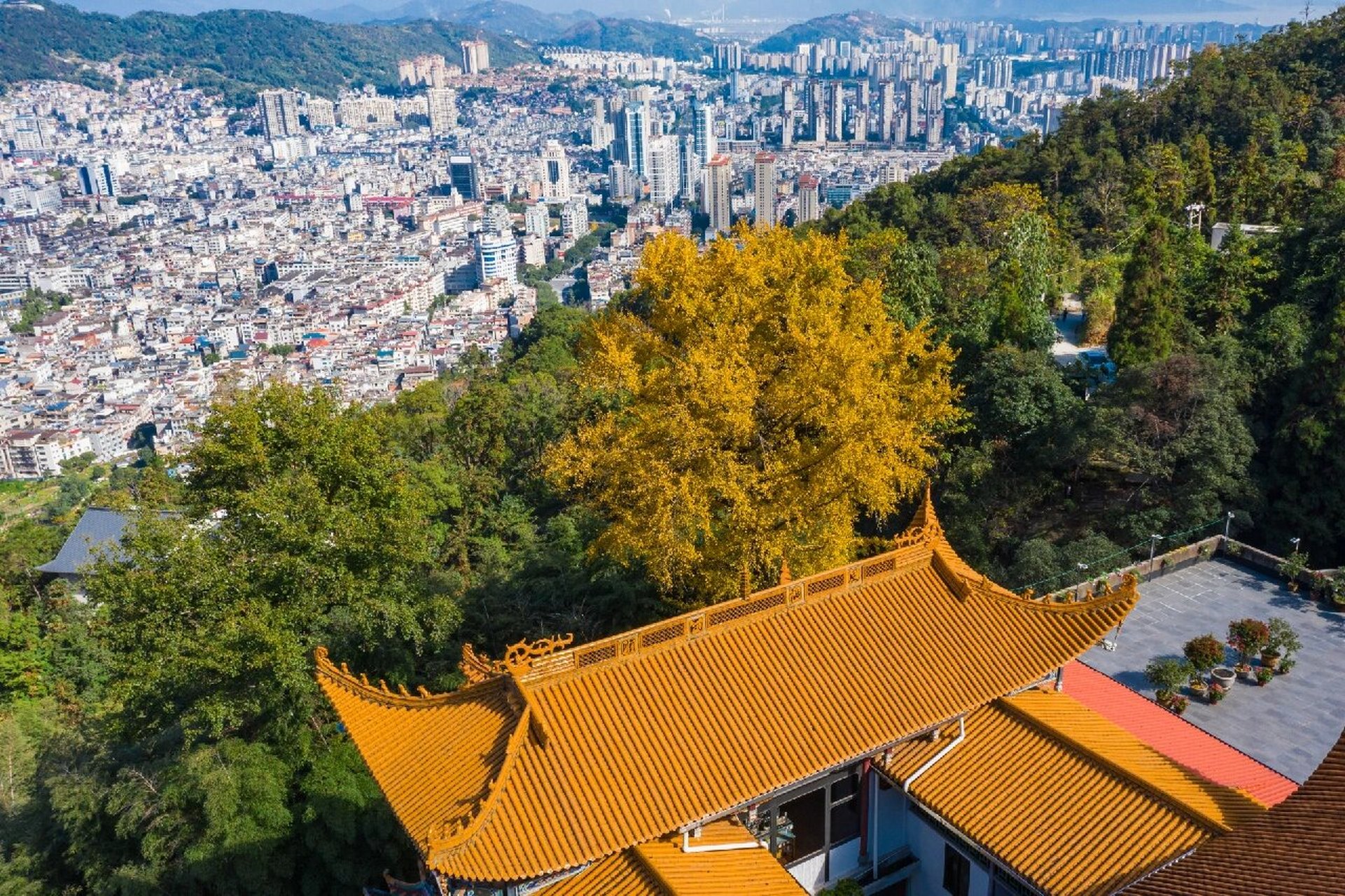 宁德南漈山·龙楸寺 金黄的银杏叶,泛着深秋的味道