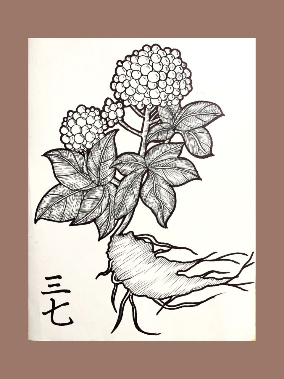 本草纲目线描  线描打卡 上次画完最后一个的打稿,晚上才勾完线 手机