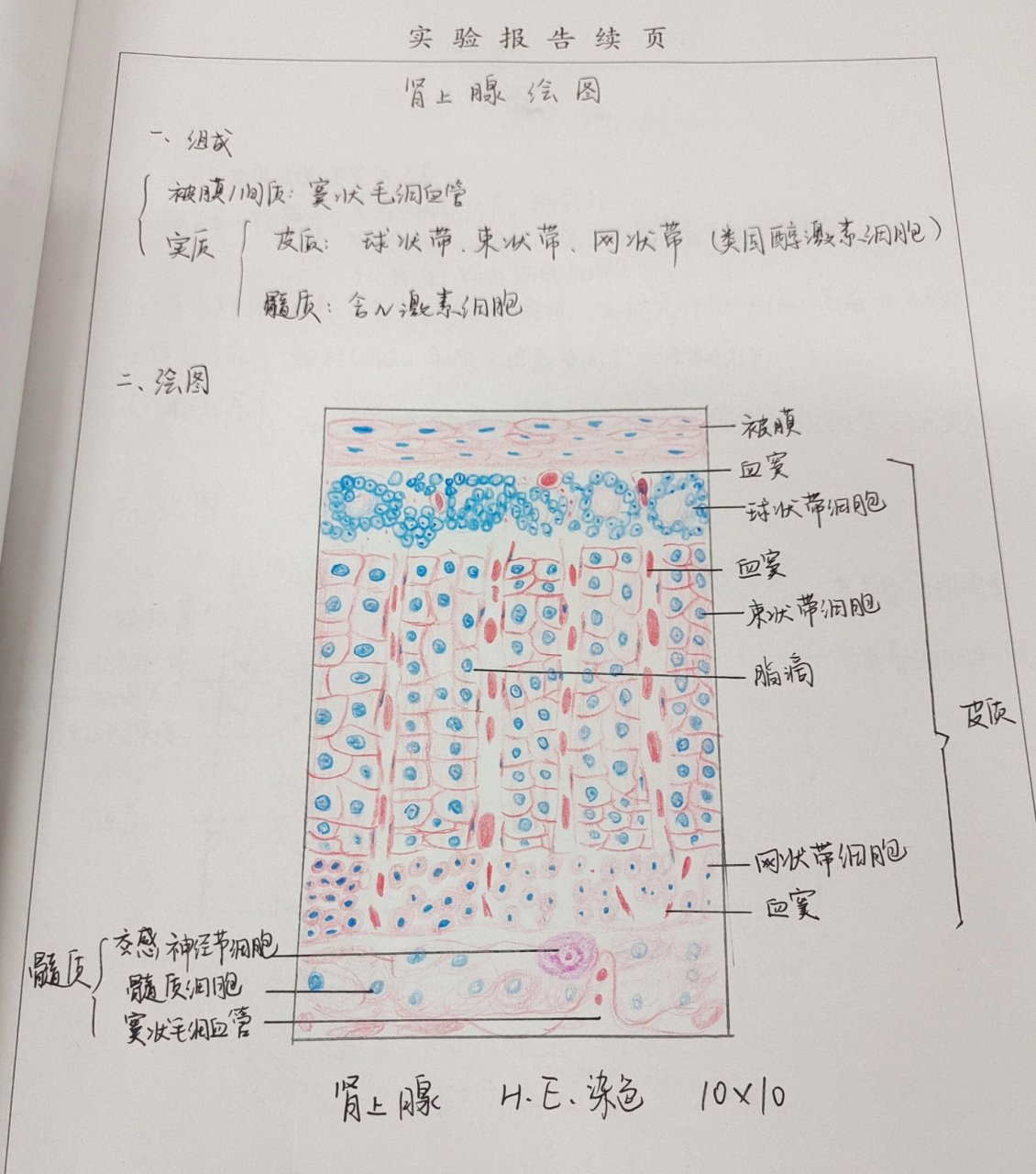 胸腺小体红蓝绘图图片