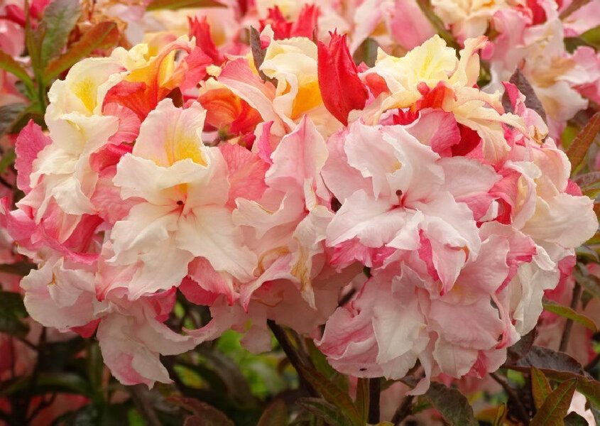 下面引用商家的文字对落叶杜鹃的简单又实用的介绍(给大家参考,等我有